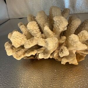 Natural Coral Decor Piece